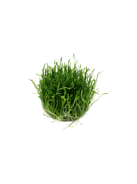 Lilaeopsis brasiliensis 1-2-Grow!