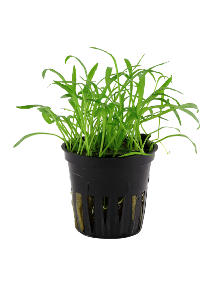 Lilaeopsis brasiliensis en maceta