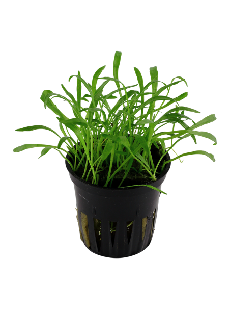 Lilaeopsis brasiliensis en maceta