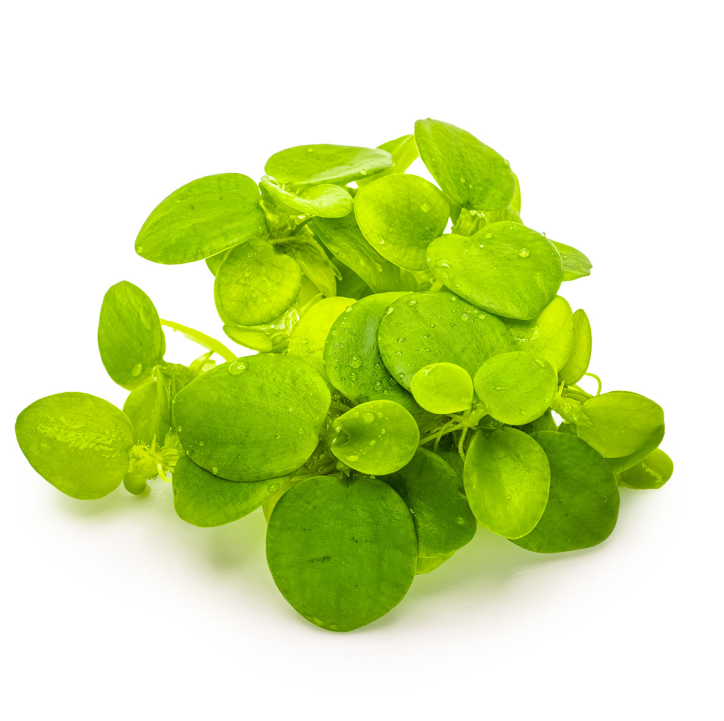 Limnobium laevigatum 1-2-Grow!