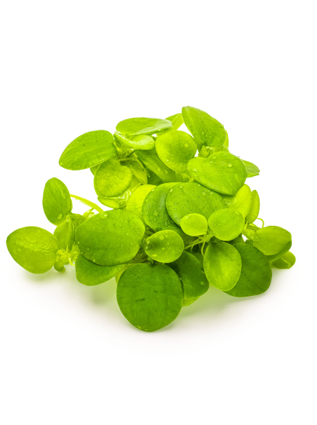 Limnobium laevigatum 1-2-Grow!