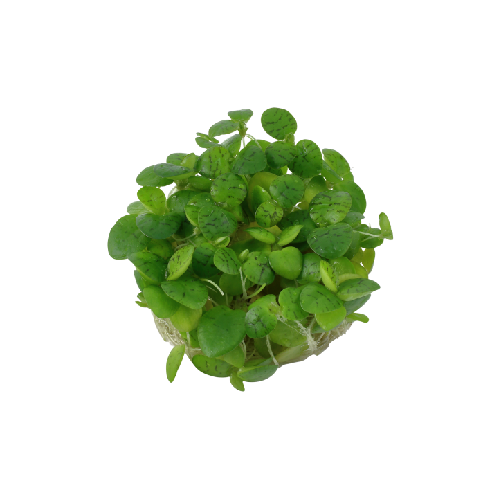 Limnobium laevigatum 1-2-Grow!