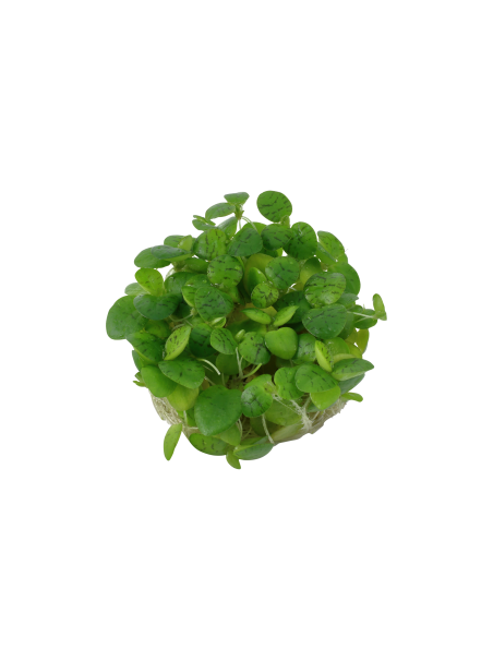 Limnobium laevigatum 1-2-Grow!