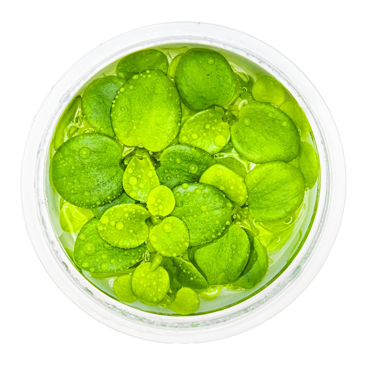 Limnobium laevigatum 1-2-Grow!