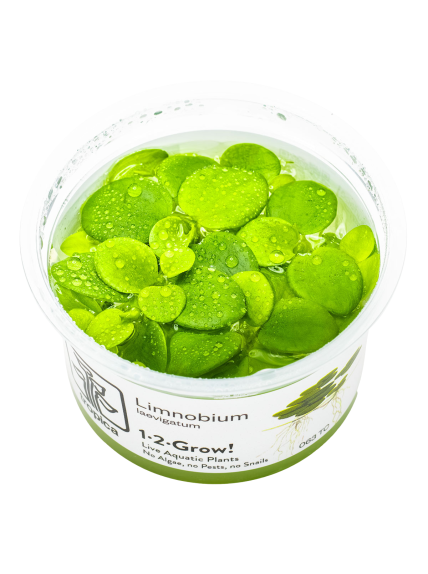 Limnobium laevigatum 1-2-Grow!