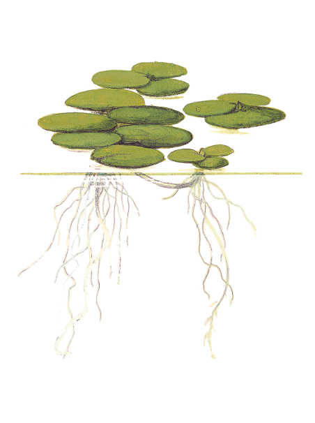 Limnobium laevigatum 1-2-Grow!