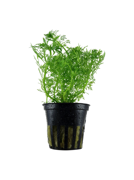 Limnophila aquatica en maceta