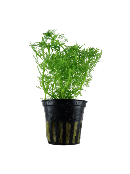 Limnophila aquatica en maceta