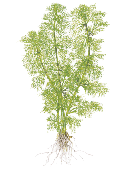 Limnophila aquatica en maceta