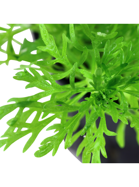 Limnophila aquatica en maceta