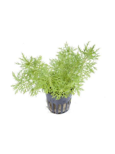 Limnophila aquatica en maceta