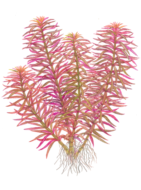 Limnophila hippuridoides en maceta