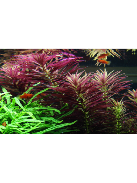 Limnophila hippuridoides en maceta
