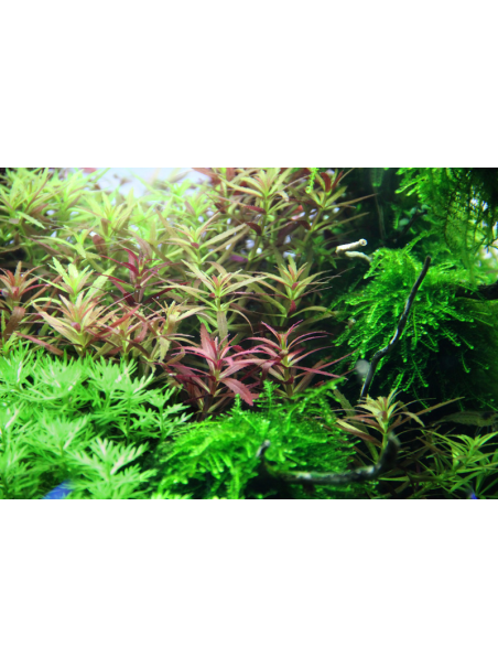 Limnophila hippuridoides en maceta