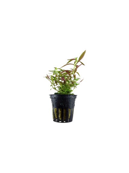 Limnophila hippuridoides en maceta