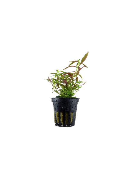 Limnophila hippuridoides en maceta