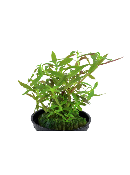 Limnophila hippuridoides en maceta