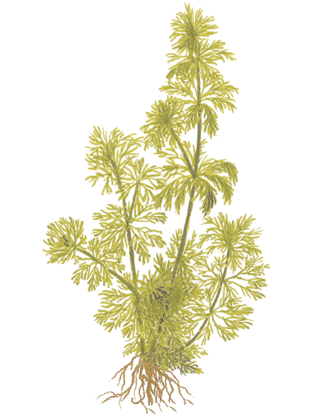 Limnophila sessiliflora en CLIP - Ambulia