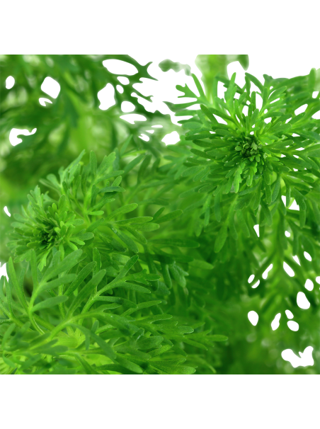 Limnophila sessiliflora en CLIP - Ambulia