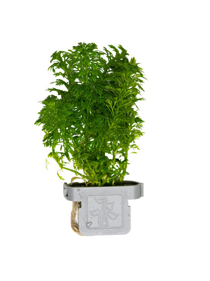 Limnophila sessiliflora en CLIP - Ambulia