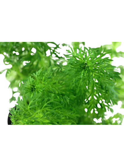 Limnophila sessiliflora en CLIP - Ambulia 2