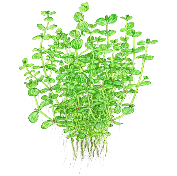 Lindernia rotundifolia en maceta