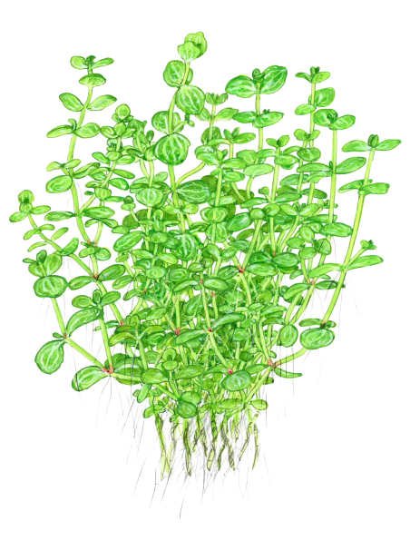 Lindernia rotundifolia en maceta