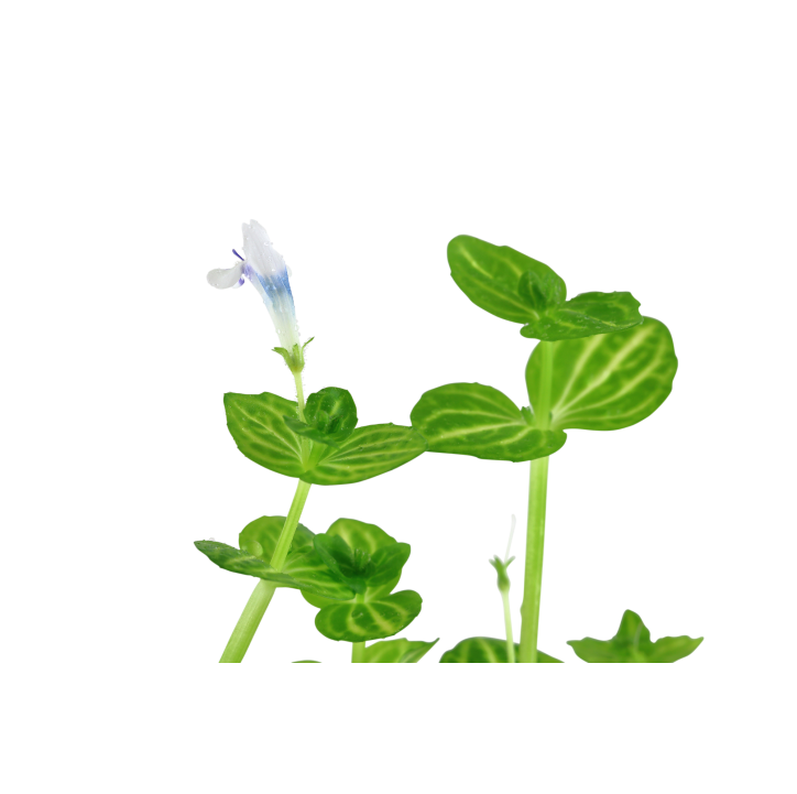 Lindernia rotundifolia en maceta