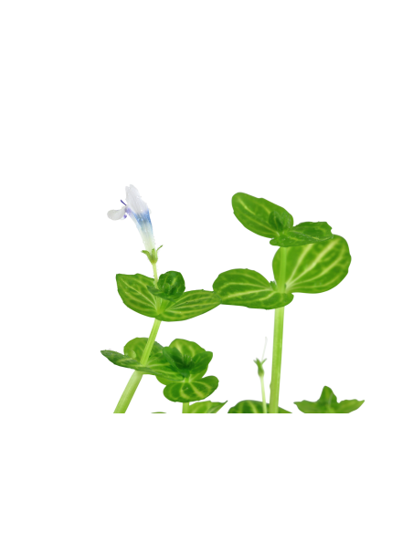 Lindernia rotundifolia en maceta