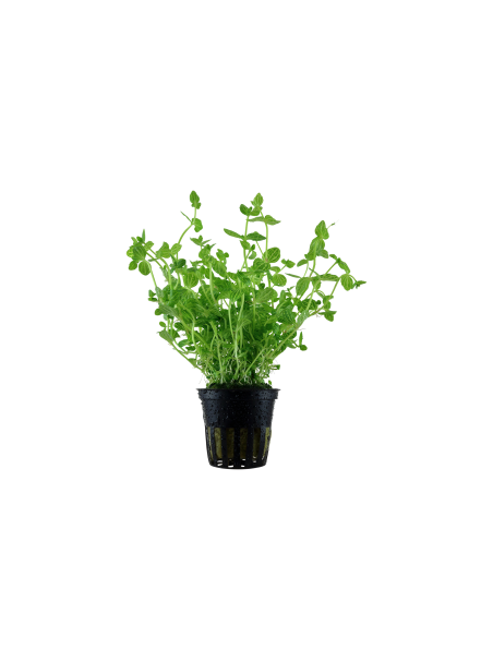 Lindernia rotundifolia en maceta