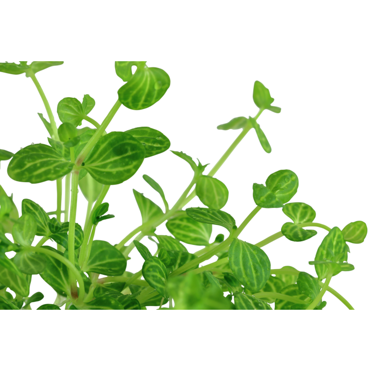 Lindernia rotundifolia en maceta