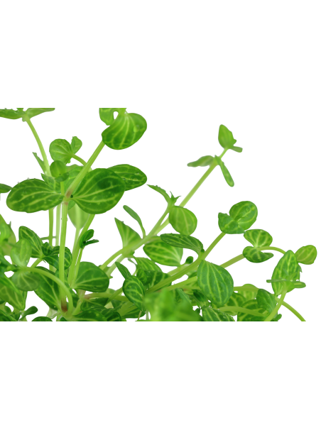 Lindernia rotundifolia en maceta