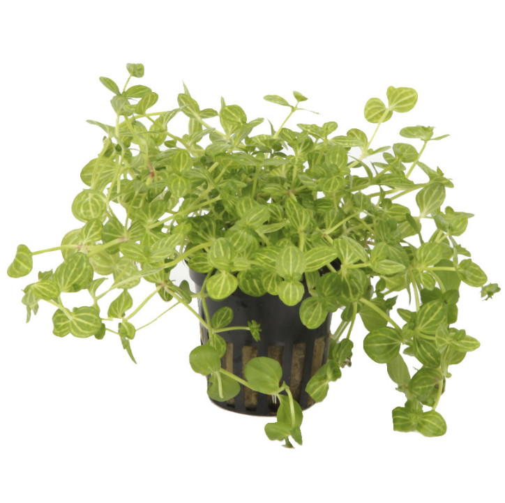 Lindernia rotundifolia en maceta