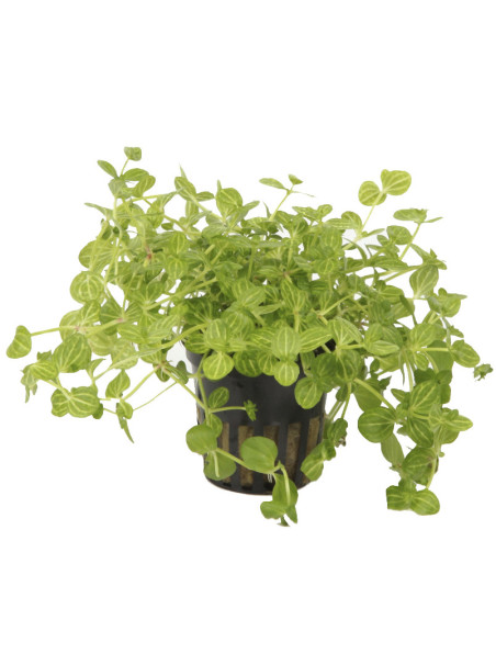 Lindernia rotundifolia en maceta