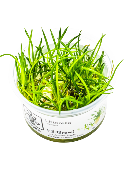 Littorella uniflora 1-2-Grow!