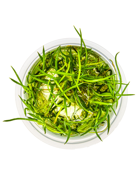 Littorella uniflora 1-2-Grow!