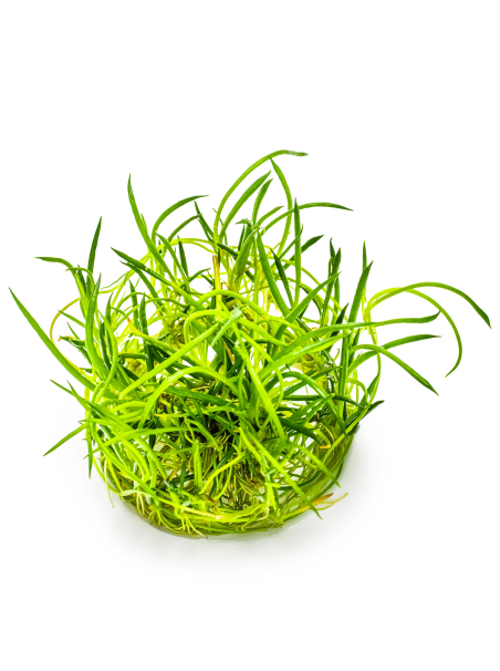 Littorella uniflora 1-2-Grow!