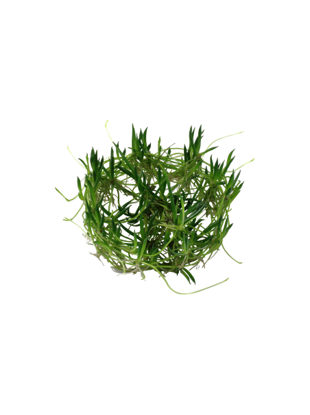 Littorella uniflora 1-2-Grow!