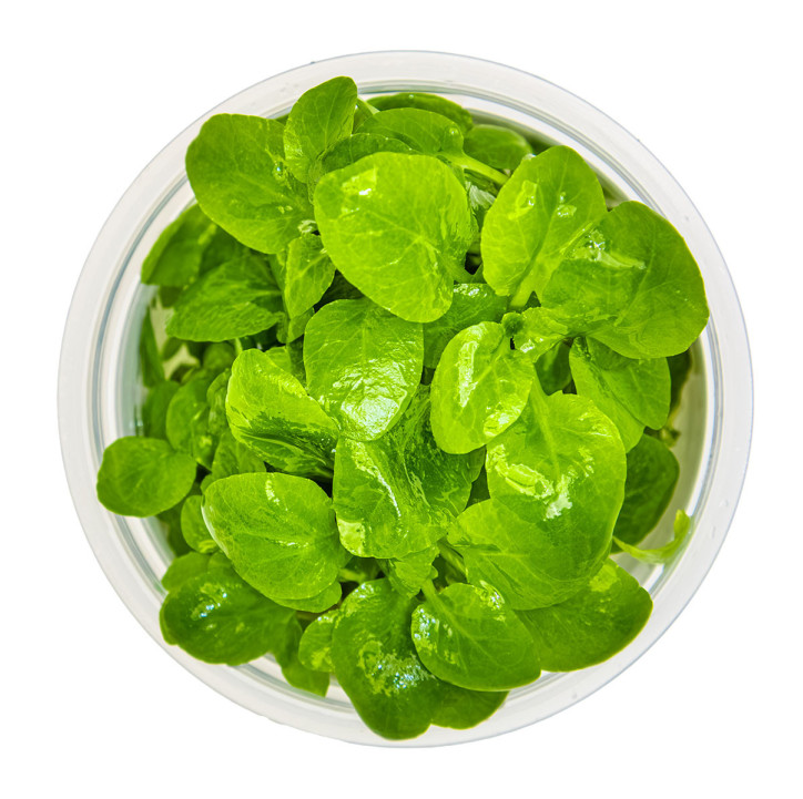 Lobelia cardinalis 'Mini' 1-2-Grow!