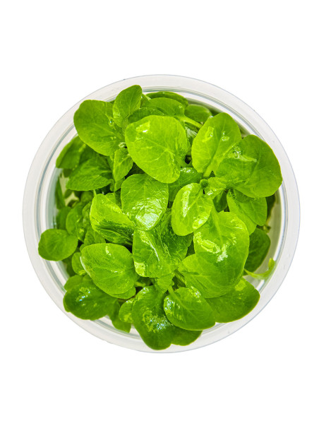 Lobelia cardinalis 'Mini' 1-2-Grow!