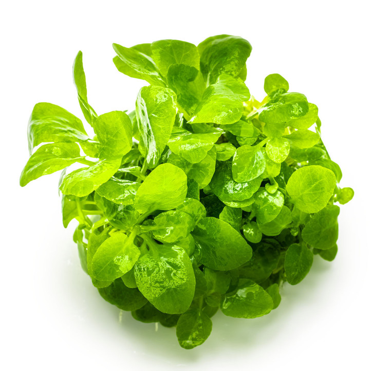 Lobelia cardinalis 'Mini' 1-2-Grow!