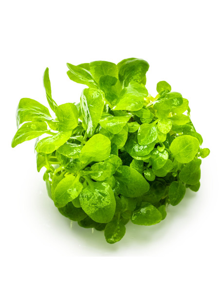 Lobelia cardinalis 'Mini' 1-2-Grow!