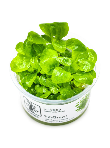 Lobelia cardinalis 'Mini' 1-2-Grow!