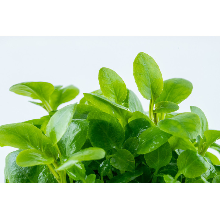 Lobelia cardinalis 'Mini' 1-2-Grow!