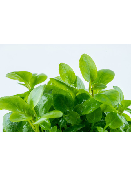 Lobelia cardinalis 'Mini' 1-2-Grow!