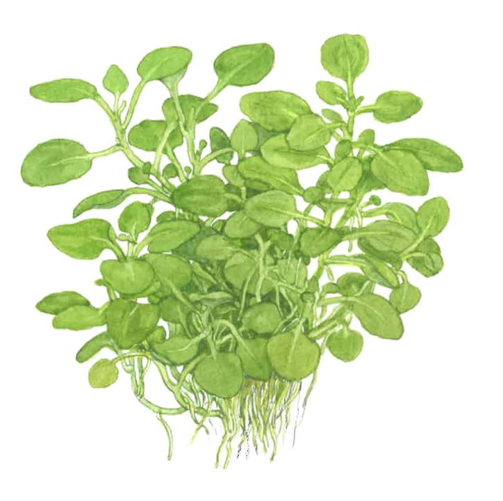 Lobelia cardinalis 'Mini' 1-2-Grow!