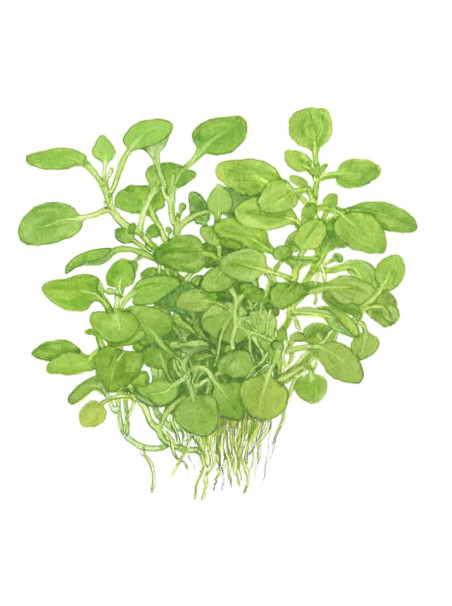 Lobelia cardinalis 'Mini' 1-2-Grow!