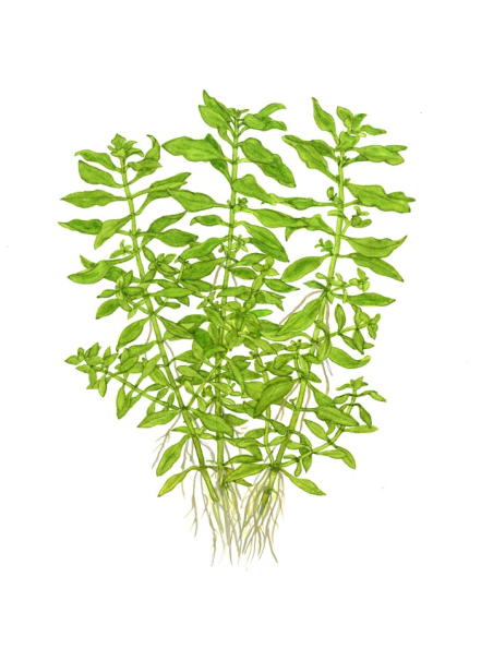 Ludwigia palustris 'Green' en maceta