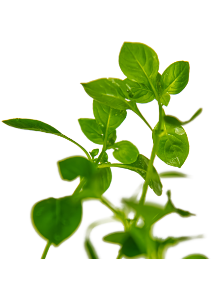 Ludwigia palustris 'Green' en maceta