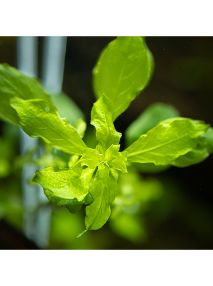 Ludwigia palustris 'Green' en maceta 2
